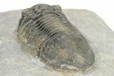 Detailed Paralejurus Trilobite Fossil - Atchana, Morocco #273389-5